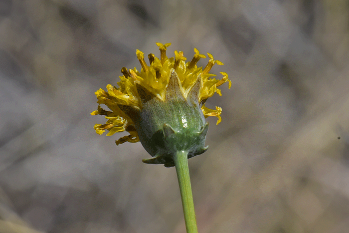 Hopi Tea Greenthread bracts or phyllaries surrounding floral heads are purplish with yellow or white along the margins and they are fused together below the middle as shown in the photograph. Thelesperma megapotamicum